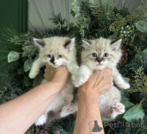 Photo №1. bobtail américain à longs poils - à vendre en ville de Bonn | 350€ | Annonce № 170891