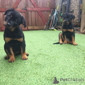 Photo №1. rottweiler - à vendre en ville de Leipzig | 430€ | Annonce №47501