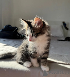 Photo №1. american shorthair - à vendre en ville de Birlenbach | 350€ | Annonce № 178166