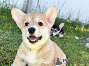 Photo №4. Je vais vendre welsh corgi en ville de Италијани. annonce privée - prix - négocié