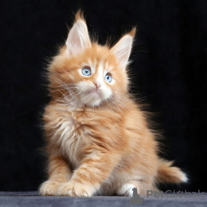 Photo №1. maine coon - à vendre en ville de Leipzig | 250€ | Annonce № 156221