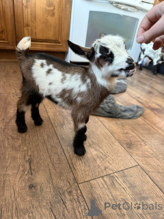 Photo №1.  - à vendre en ville de Augusta | négocié | Annonce №161734