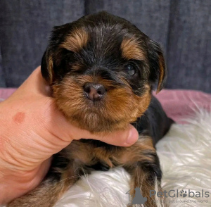 Photo №4. Je vais vendre yorkshire terrier en ville de Антверпен. annonce privée, éleveur - prix - 350€