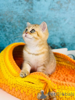 Photo №3. Écosse Kishka Gold. Ukraine