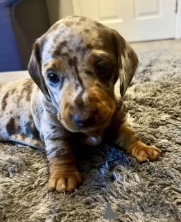 Photo №2 de l'annonce № 132829 de la vente teckel - acheter à Allemagne annonce privée