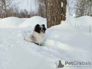 Photos supplémentaires: Spitz allemand, petite fille