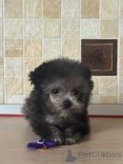 Photo №3. Couge de poule en peluche. Fédération de Russie