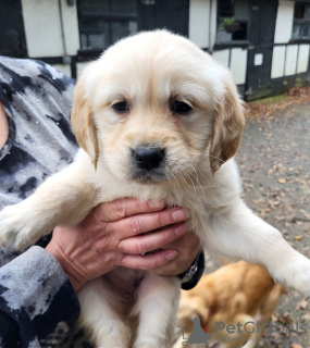 Photo №1. golden retriever - à vendre en ville de Berlin | 420€ | Annonce №90612