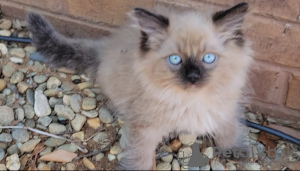 Photo №4. Je vais vendre ragdoll en ville de Франкфурт-на-Майне. éleveur - prix - 300€