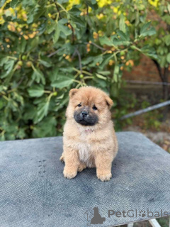 Photo №4. Je vais vendre chow-chow en ville de Šid.  - prix - négocié