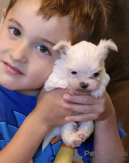 Photo №1. yorkshire terrier - à vendre en ville de Virginia Beach | 0€ | Annonce №131054