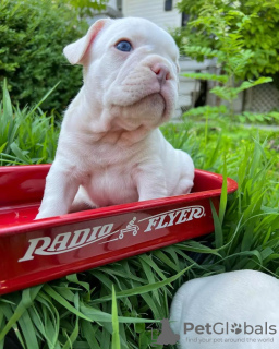 Photos supplémentaires: bouledogue français