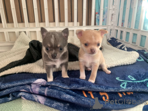 Photo №3. Süße, Entzückende Chihuahua-Babys Bereit Zu Gehen. Allemagne