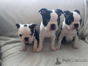 Photo №1. terrier de boston - à vendre en ville de Bamberg | 450€ | Annonce №169419
