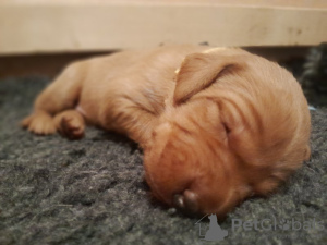 Photo №2 de l'annonce № 132766 de la vente fox-terrier - acheter à Allemagne annonce privée