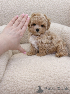 Photo №1. maltipu - à vendre en ville de Munich | négocié | Annonce №165532