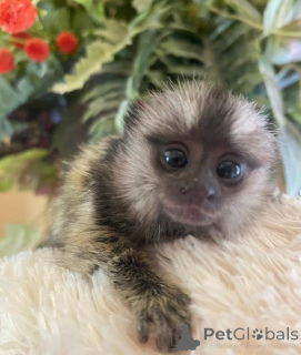 Photo №3. Galaxy est ici à la recherche d'une belle maison, envoyez un message si vous. La Grande-Bretagne