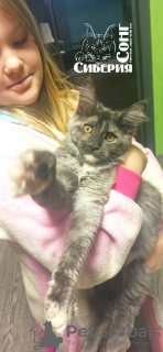 Photo №4. Je vais vendre maine coon en ville de Kemerovo. de la fourrière, éleveur - prix - 282€