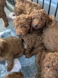 Photo №1. labradoodle, labrador retriever - à vendre en ville de Bottrop | 450€ | Annonce №172805