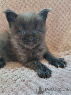 Photo №2 de l'annonce № 172397 de la vente maine coon - acheter à Belgique 