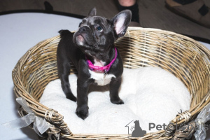 Photos supplémentaires: Chiots bouledogue français.