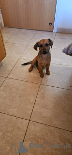 Photo №2 de l'annonce № 137998 de la vente  - acheter à Chypre annonce privée