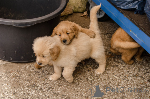 Photo №3. Chiots Golden Retriever. Belgique