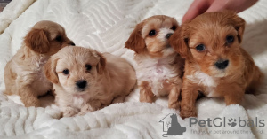 Photo №2 de l'annonce № 133318 de la vente  - acheter à USA annonce privée