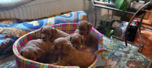 Photos supplémentaires: Cavapoo pappy génération f1