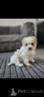 Photo №1. maltipu - à vendre en ville de Tennessee City | négocié | Annonce №164587