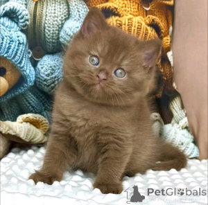 Photo №3. Magnifique chaton British Shorthair à la recherche d'un foyer aimant. Allemagne
