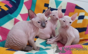 Photo №1. sphynx - à vendre en ville de Malaga | négocié | Annonce № 176416