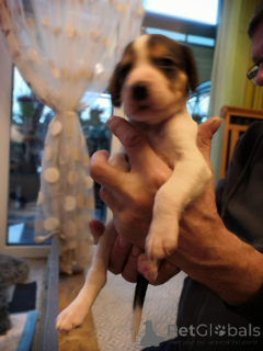 Photo №3. Chiots Lévrier Russe.. Allemagne