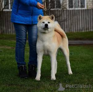 Photo №1. akita (chien) - à vendre en ville de Cherkassky Bishkin | 2839€ | Annonce №109359