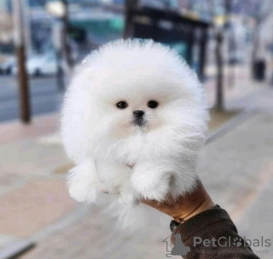 Photo №3. Tasse de thé mignon Pomeranian chiot mâle. USA