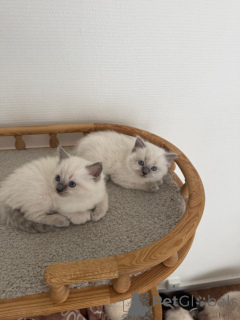 Photo №1. ragdoll - à vendre en ville de Berlingen | 350€ | Annonce № 172019