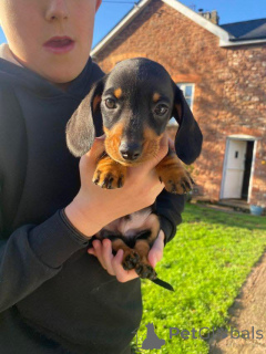 Photo №2 de l'annonce № 163602 de la vente  - acheter à Allemagne 