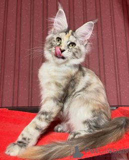 Photo №3. De l'intelligence, du charme et une touche d'espièglerie, c'est Finn pour vous !. Suisse