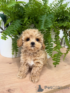 Photo №1. maltipu - à vendre en ville de Leipzig | négocié | Annonce №158857