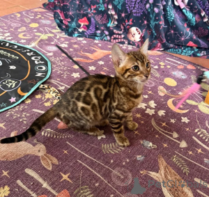 Photo №1. bengal - à vendre en ville de Usage | 350€ | Annonce № 177545