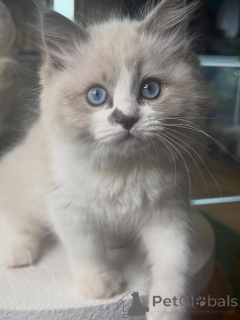 Photo №4. Je vais vendre ragdoll en ville de Forsa. éleveur - prix - négocié