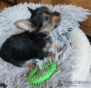 Photos supplémentaires: Il reste 2 superbes chiots Yorkshire Terrier (âgés de 10 semaines)