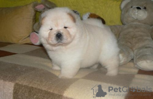 Photo №1. chow-chow - à vendre en ville de Berlin | Gratuit | Annonce №125181