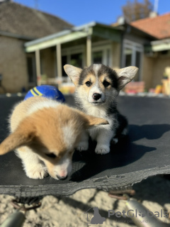 Photo №3. Chiots Welsh Corgi Pembroke. Serbie