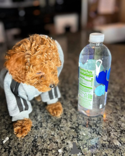 Photo №2 de l'annonce № 164032 de la vente caniche (jouet) - acheter à La finlande annonce privée, de l'abri