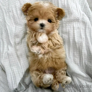 Photo №4. Je vais vendre maltipu en ville de Berlin. éleveur - prix - 500€