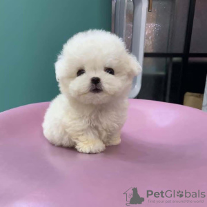 Photo №1. bichon à poil frisé - à vendre en ville de Helsinki | négocié | Annonce №83017