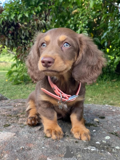 Photo №3. Rencontrez Benny petit corps, grand cœur ! Ce petit garçon aventureux est prêt à. Italie