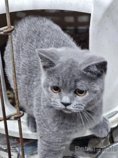 Photo №1. british shorthair - à vendre en ville de Nuremberg | 400€ | Annonce № 119438