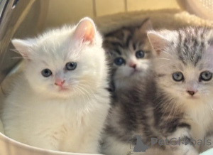 Photo №2 de l'annonce № 161193 de la vente munchkin - acheter à Allemagne 